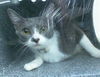 adoptable Cat in dallas, TX named MARY MARIE