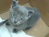 adoptable Cat in dallas, TX named DELL