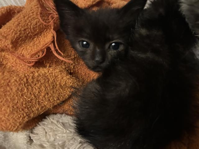 adoptable Cat in Dallas, TX named PRINCE PICCOLO