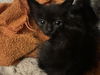 adoptable Cat in dallas, TX named PRINCE PICCOLO