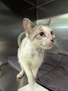 adoptable Cat in dallas, TX named NORI