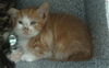 adoptable Cat in dallas, TX named DOCK