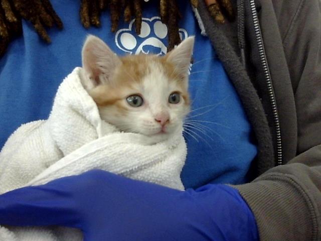adoptable Cat in Dallas, TX named EASTON