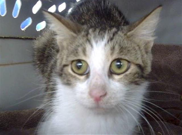adoptable Cat in Dallas, TX named ESTER