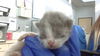 adoptable Cat in dallas, TX named MEREDITH