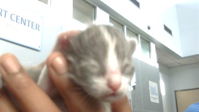 adoptable Cat in Dallas, TX named DOLO