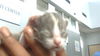adoptable Cat in dallas, TX named DOLO