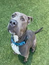 adoptable Dog in dallas, TX named DAISY