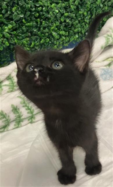 adoptable Cat in Dallas, TX named GOJO