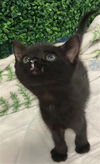 adoptable Cat in dallas, TX named GOJO