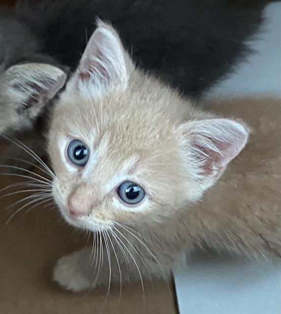 adoptable Cat in Dallas, TX named GOLDEN