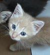 adoptable Cat in dallas, TX named GOLDEN