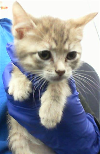 adoptable Cat in Dallas, TX named BUTTERCUP