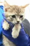 adoptable Cat in dallas, TX named BUTTERCUP