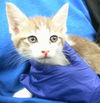 adoptable Cat in dallas, TX named JETT