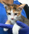 adoptable Cat in dallas, TX named BLOSSOM