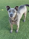 adoptable Dog in dallas, TX named BELLA