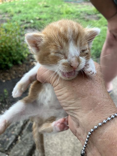 adoptable Cat in Dallas, TX named CLIVE