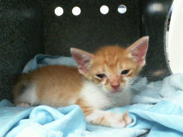 adoptable Cat in Dallas, TX named POOH