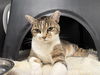 adoptable Cat in dallas, TX named KITTY BOO