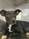 adoptable Dog in dallas, TX named MINIE