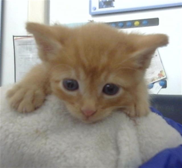 adoptable Cat in Dallas, TX named CHIRP