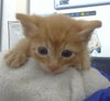 adoptable Cat in dallas, TX named CHIRP