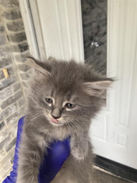 adoptable Cat in Dallas, TX named ZEPHYR
