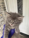 adoptable Cat in  named ZEPHYR
