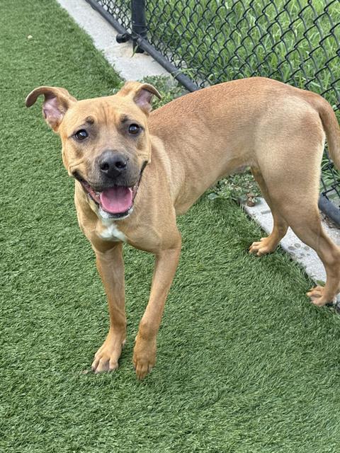 adoptable Dog in Dallas, TX named DAISY