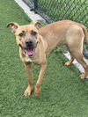 adoptable Dog in dallas, TX named DAISY