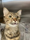 adoptable Cat in dallas, TX named KIDD