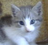 adoptable Cat in  named TOM