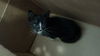 adoptable Cat in dallas, TX named FERA