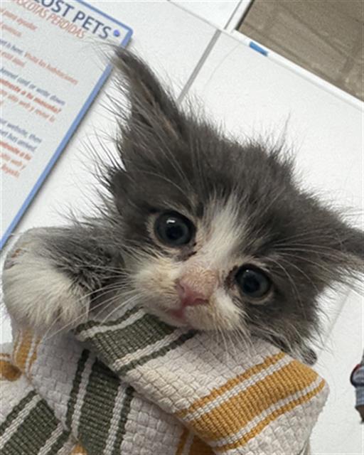 adoptable Cat in Dallas, TX named JELLY BELLY