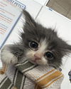 adoptable Cat in  named JELLY BELLY
