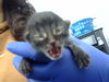 adoptable Cat in dallas, TX named MARSHALL
