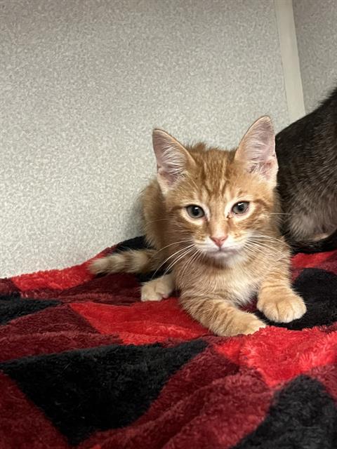 RAMBO - Domestic Medium Hair available for adoption