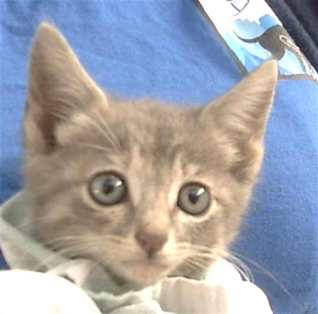 adoptable Cat in Dallas, TX named BP