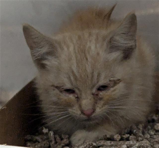 adoptable Cat in Dallas, TX named RANGO