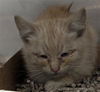 adoptable Cat in dallas, TX named RANGO