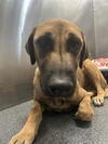 adoptable Dog in dallas, TX named LEENA