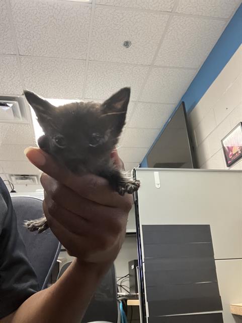 adoptable Cat in Dallas, TX named LIL