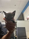 adoptable Cat in dallas, TX named LIL