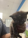 adoptable Cat in dallas, TX named LOL