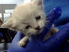 adoptable Cat in dallas, TX named HUMO
