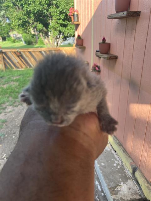 adoptable Cat in Dallas, TX named BABY