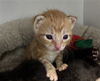 adoptable Cat in dallas, TX named BRAIN