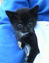 adoptable Cat in dallas, TX named IZZY