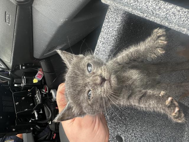 adoptable Cat in Dallas, TX named BINKY
